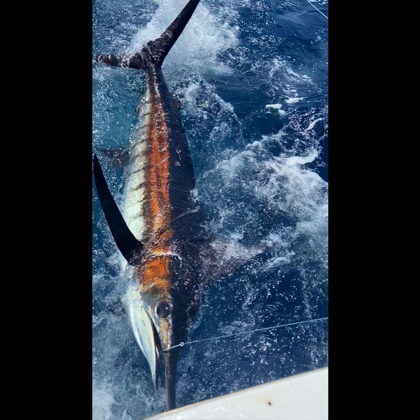 More Marlin Shots Outer Banks Fishing Charters