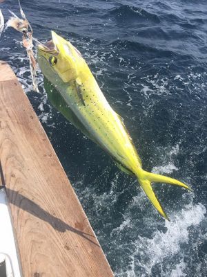 Outer banks fishing charters