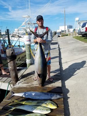 115 lb yellowfin tuna Outer Banks Tuna Fishing