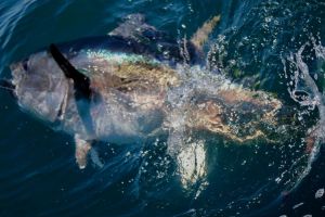 Bluefin tuna fishing is Hot right now